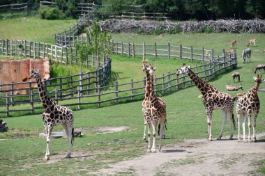 Doğal ortamında zürafa