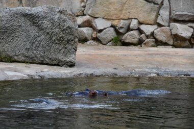 Doğal ortamında bir su aygırı