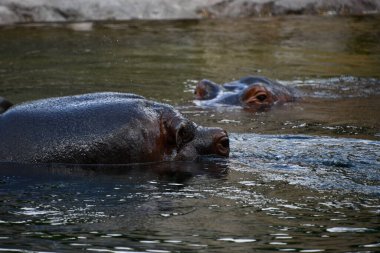 Doğal ortamında bir su aygırı
