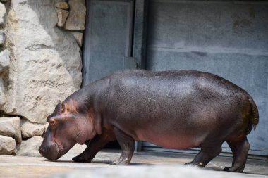 Doğal ortamında bir su aygırı