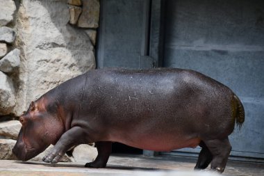 Doğal ortamında bir su aygırı