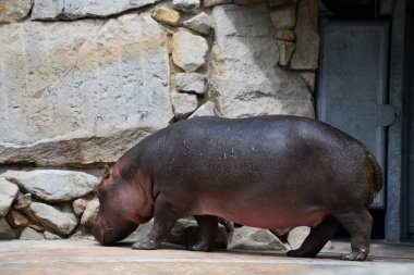 Doğal ortamında bir su aygırı