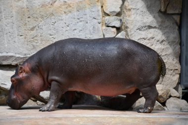 Doğal ortamında bir su aygırı