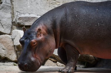 Doğal ortamında bir su aygırı