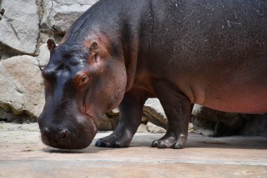 Doğal ortamında bir su aygırı