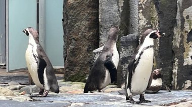 Bir Humboldt Penguen Kuşu