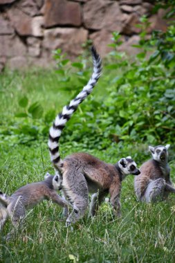 Hayvanat Bahçesindeki Küçük Lemurlar