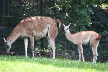 Hayvanat Bahçesinde Bir Lama