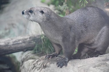 Bir Kuzey Amerika Su Samuru