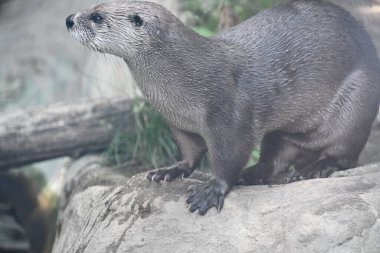 Bir Kuzey Amerika Su Samuru