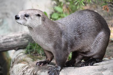 Bir Kuzey Amerika Su Samuru