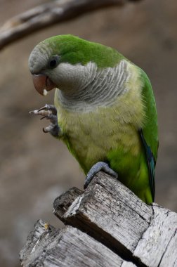 Esarette küçük bir papağan kuşu