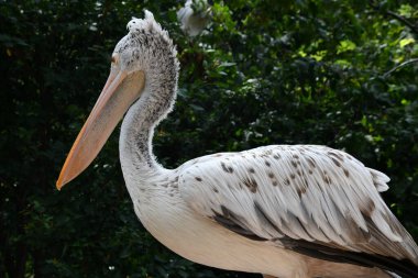 A Pelican Bird in the Wild