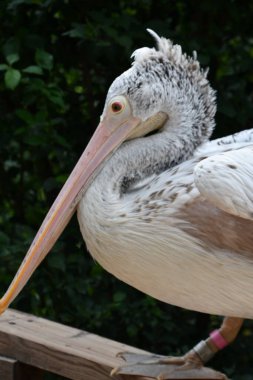 A Pelican Bird in the Wild