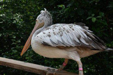 A Pelican Bird in the Wild