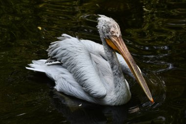 A Pelican Bird in the Wild