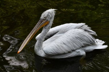 A Pelican Bird in the Wild
