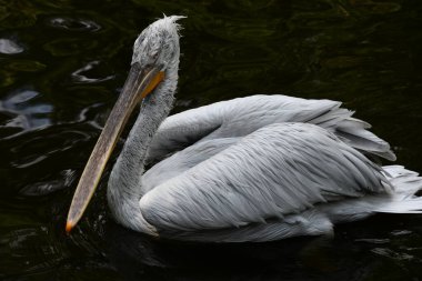 A Pelican Bird in the Wild