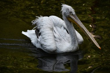 A Pelican Bird in the Wild