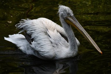 A Pelican Bird in the Wild