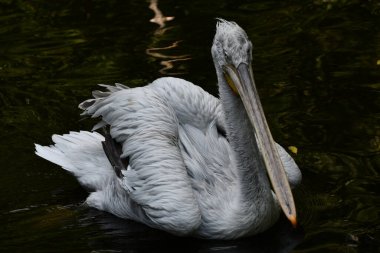 A Pelican Bird in the Wild