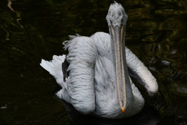 A Pelican Bird in the Wild