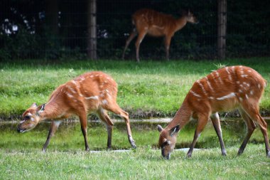 Vahşi doğada bir Sitatunga Bushbuck