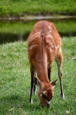 Vahşi doğada bir Sitatunga Bushbuck