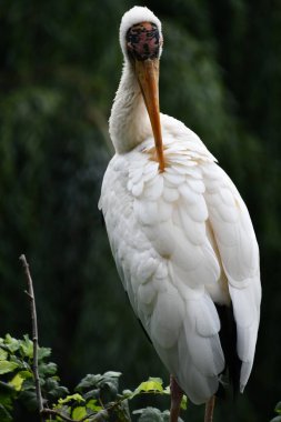 Beyaz Leylek Kuşu Yaşam Alanında