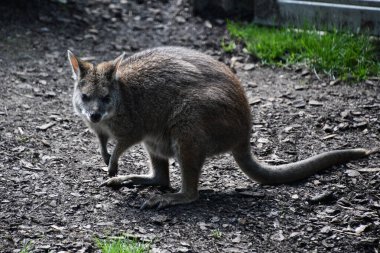 Vahşi doğada bir valabi
