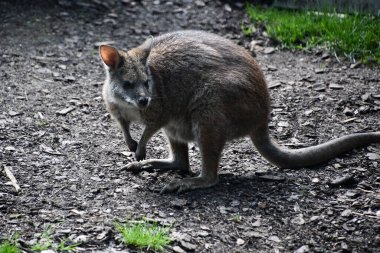 Vahşi doğada bir valabi