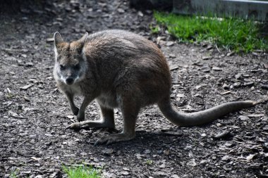 Vahşi doğada bir valabi