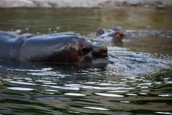 Doğal ortamında bir su aygırı