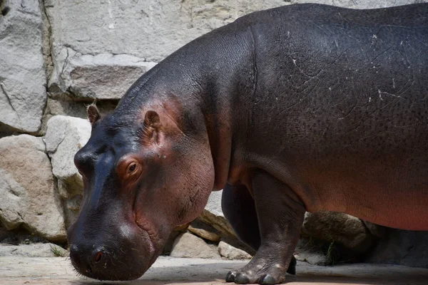 Doğal ortamında bir su aygırı