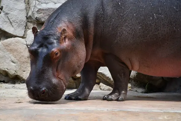Doğal ortamında bir su aygırı