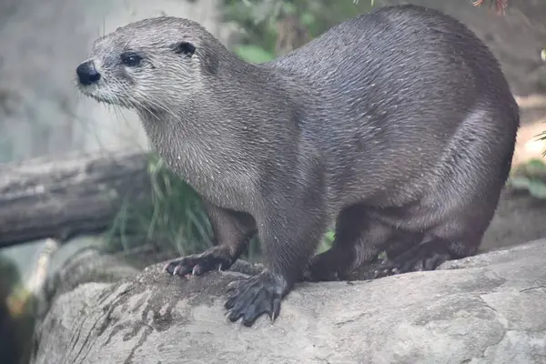 Bir Kuzey Amerika Su Samuru