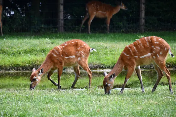 Vahşi doğada bir Sitatunga Bushbuck