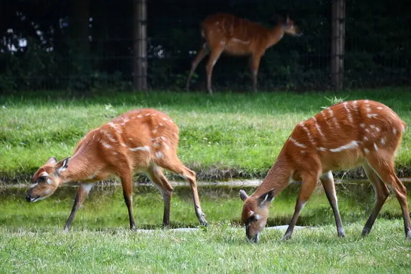 Vahşi doğada bir Sitatunga Bushbuck