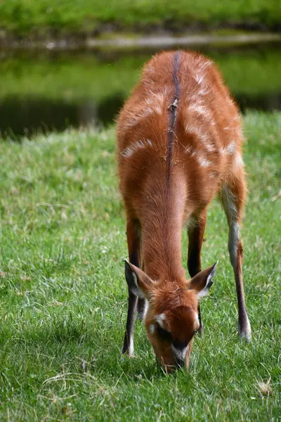 Vahşi doğada bir Sitatunga Bushbuck