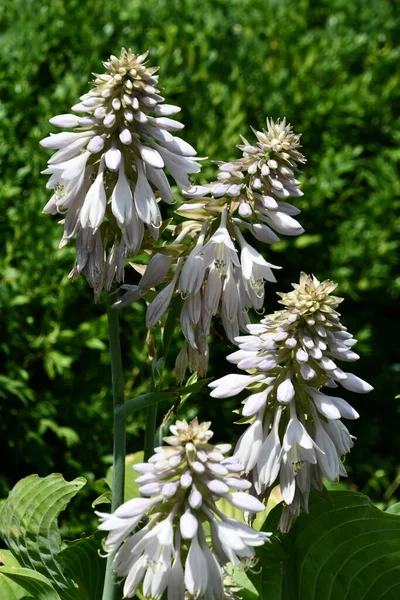 Bitki zambağı Yazın çiçek açar