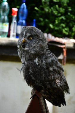 A Great Grey Owl Bird clipart