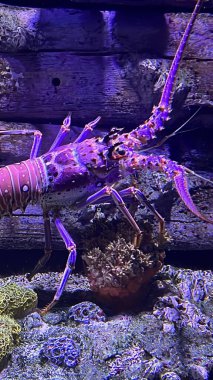 A Lobster in an Aquarium clipart