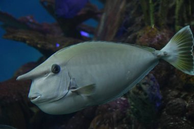 Suda Patates Morina Balığı