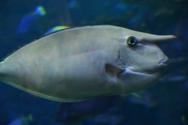 Suda Patates Morina Balığı