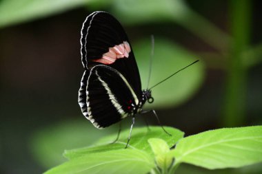 Bir bahçe bir güzel renkli kelebek