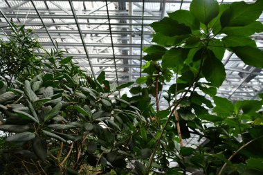 BRANSON, MO - 1 Temmuz 2023 'te Branson, Missouri' deki Kelebek Sarayı & Yağmur Ormanları Macerası.