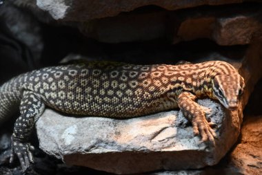 Dikenli Kuyruklu İzleyici Kertenkelesi