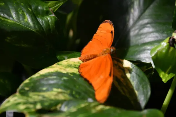A Beautiful Colorful Butterfly In A Garden