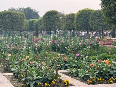 DELHI, INDIA - 18 Şubat: Mughal Gardens (Amrit Udyan) Yeni Delhi, Hindistan 'daki Rashtrapati Bhavan sahasında, 18 Şubat 2024' te görüldüğü gibi.