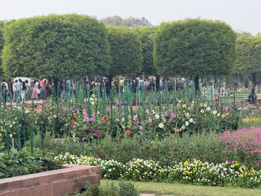 DELHI, INDIA - 18 Şubat: Mughal Gardens (Amrit Udyan) Yeni Delhi, Hindistan 'daki Rashtrapati Bhavan sahasında, 18 Şubat 2024' te görüldüğü gibi.